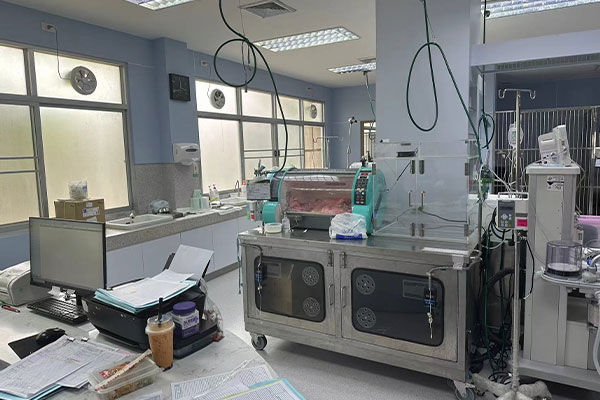 Katzenfreundliche Intensivpflegeeinheit